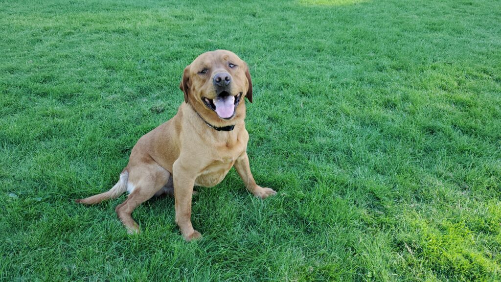 Steele Spokane Labradors